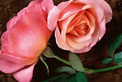 rosa