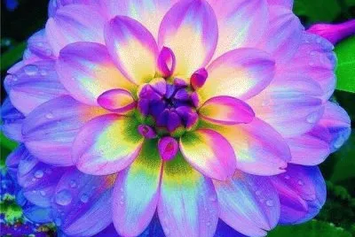 Dahlia