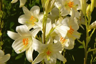 azucenas jigsaw puzzle