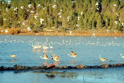 flamencos