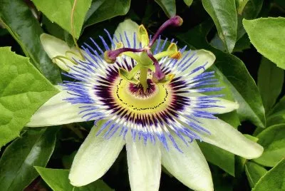 pasionaria jigsaw puzzle