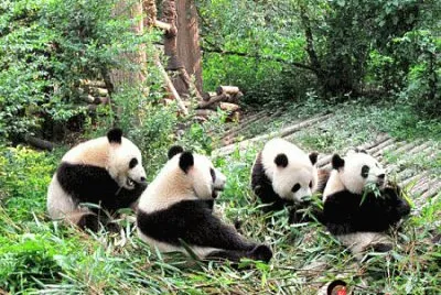 chengdu research base jigsaw puzzle