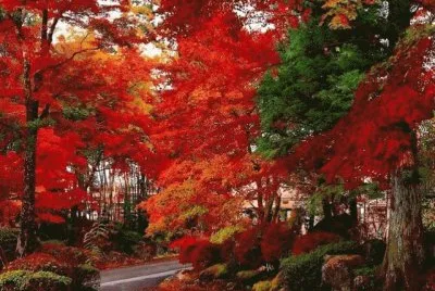 OtoÃ±o en JapÃ³n