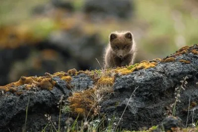 Islandia jigsaw puzzle