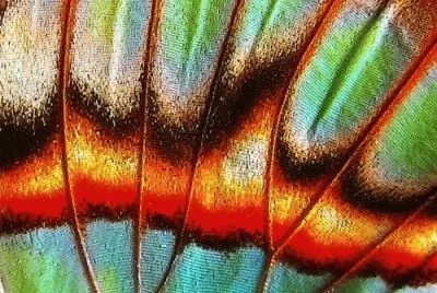 Butterfly Wing jigsaw puzzle