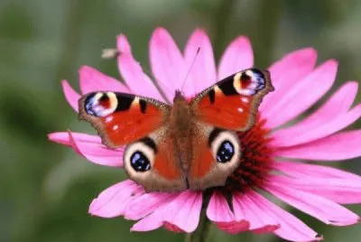 Borboleta jigsaw puzzle