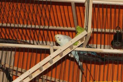 Stopnice7 jigsaw puzzle