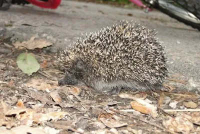 jezek1 jigsaw puzzle