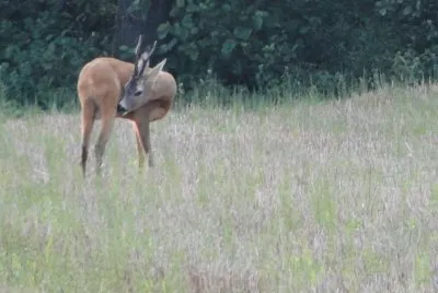 srnjak1 jigsaw puzzle