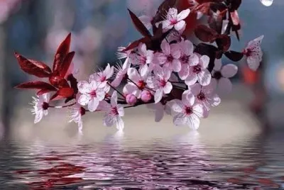 Cerezo en flor
