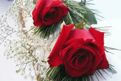 ROSA VERMELHA