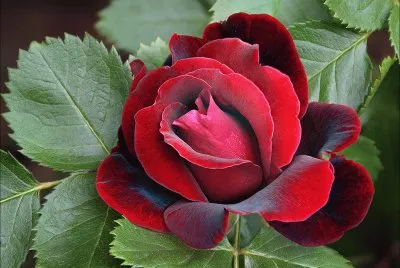 ROSA VERMELHA