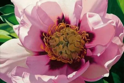 Pink Peoni