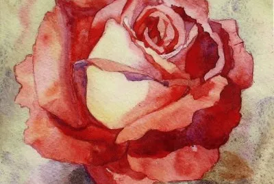 Amazing Red Rose
