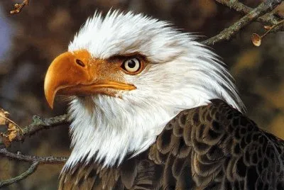 ÃGUIA jigsaw puzzle