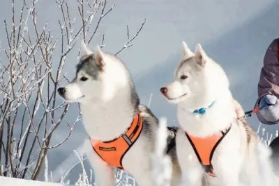 imagens jigsaw puzzle