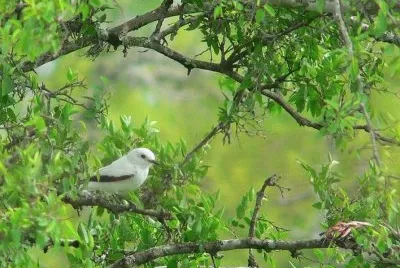 monjita blanca jigsaw puzzle