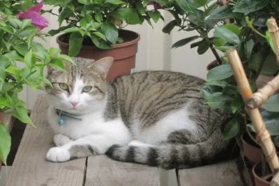 cascabel jigsaw puzzle