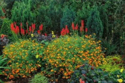 primavera jigsaw puzzle