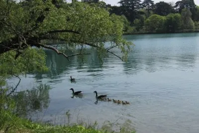 paseando jigsaw puzzle