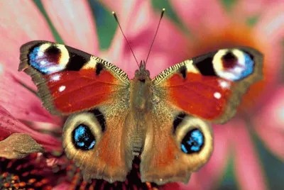 mariposas jigsaw puzzle