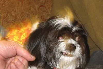 Come on...make my day! jigsaw puzzle