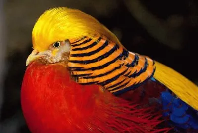 pajaros jigsaw puzzle