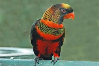 pajaros jigsaw puzzle