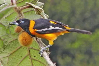 pajaros jigsaw puzzle