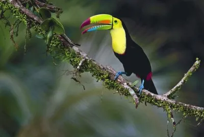 pajaros jigsaw puzzle