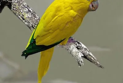 pajaros