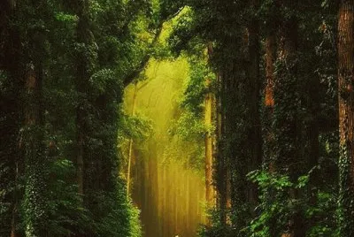 MÃ¡s verde