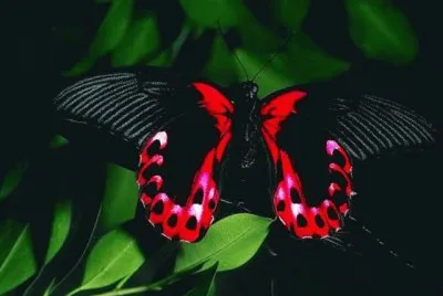 mariposas