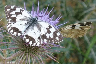 mariposas