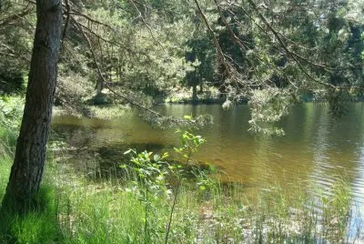 estanque jigsaw puzzle