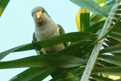 Perico quiere la papa