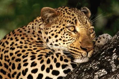 leopardo