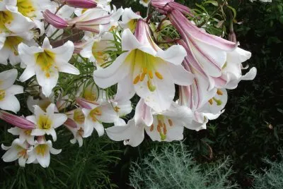 azucenas jigsaw puzzle