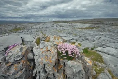 NATUREZA