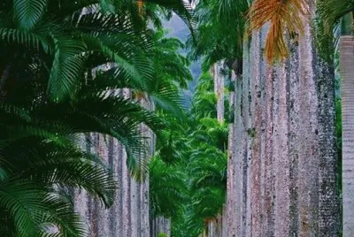 Jardim BotÃ¡nico RJ.