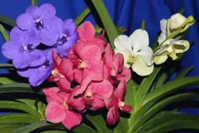 flor