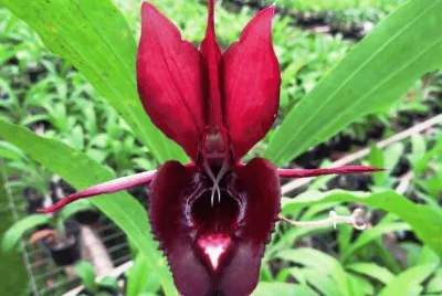 flor