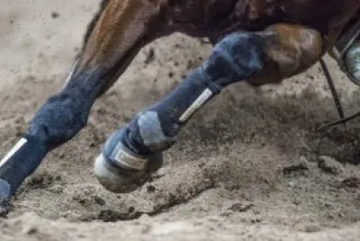 Cavalos 3