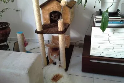 פאזל של Casa de brincadeiras