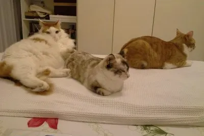 פאזל של Gato dorminhoco