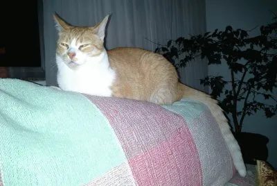 פאזל של Gato dorminhoco