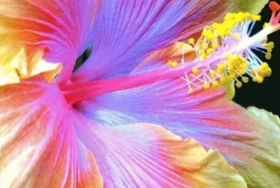 Hibiscus