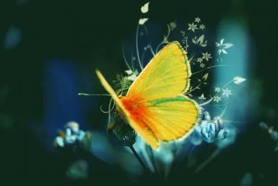 mariposas