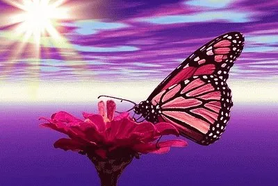 mariposas