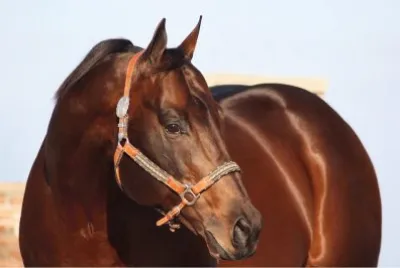 פאזל של Cavalos 10